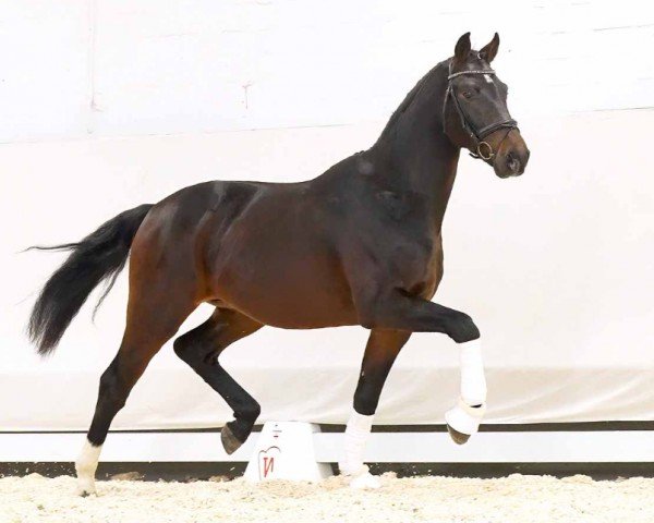 horse De Niro Coco (Oldenburg, 2020, from De Niro Gold 3)