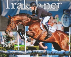stallion Cestuy La de L'Esques (Anglo-Arabs, 2012, from King Size AA)