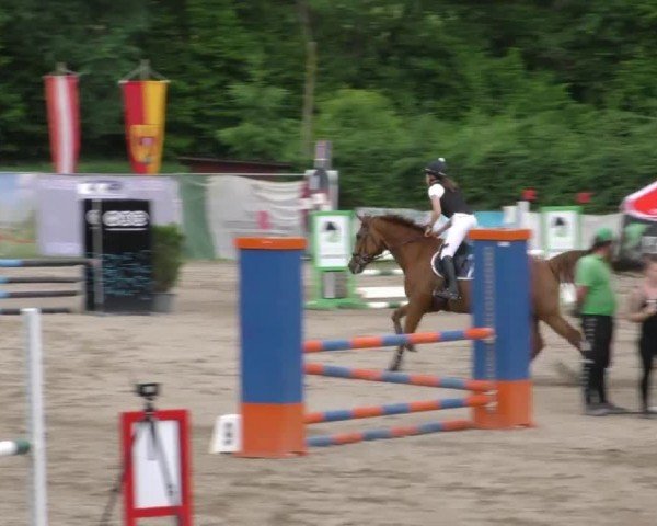 Reitturnier Tillmitsch 2023