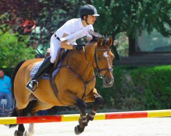 horse Avelino (Hanoverian, 2001, from Adlantus As FRH)