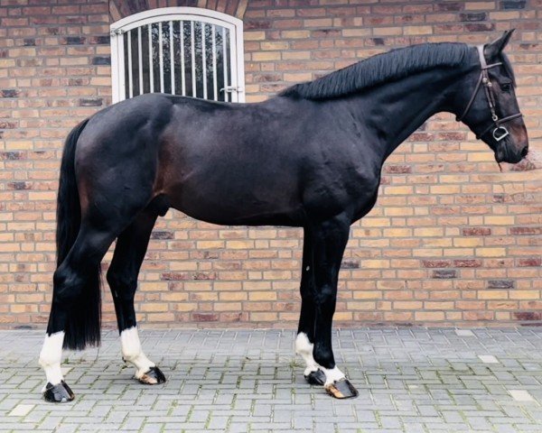 horse Kurano SP Z (Zangersheide riding horse, 2020, from Kannan)
