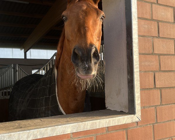 jumper Renios (Trakehner, 2007, from Farinelli)