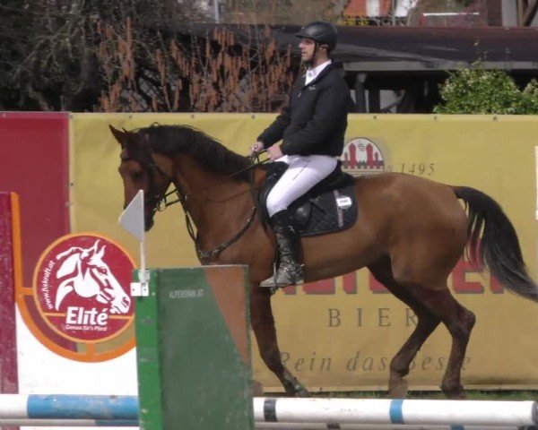 Reitturnier Gniebing-Feldbach 2022