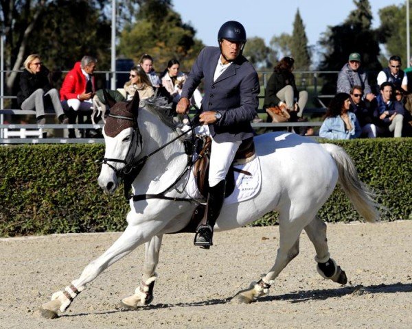 Deckhengst Enriques of The Lowlands (Belgisches Warmblut, 2004, von Diamant de Semilly)