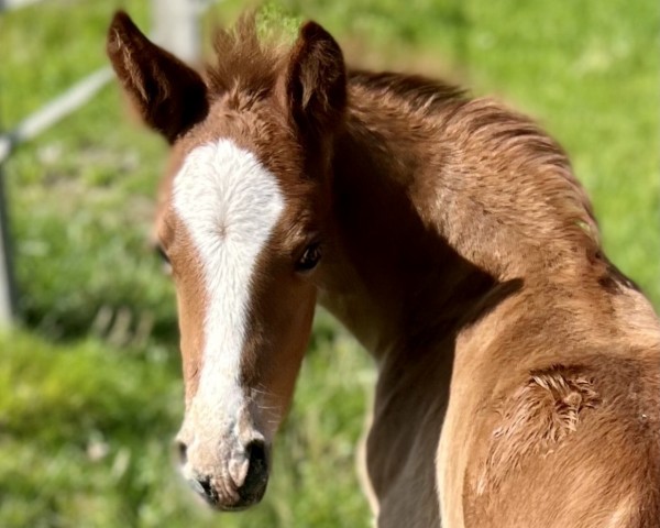 Pferd Schultze's Nizza (Deutsches Reitpony, 2024, von Schultze‘s Never Enough)