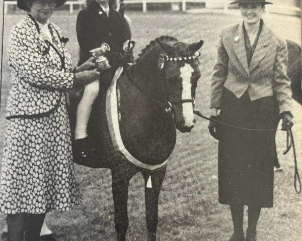 Zuchtstute Cymbeline's Keepsake (Welsh Mountain Pony (Sek.A), 1982, von Coed Coch Madryn)