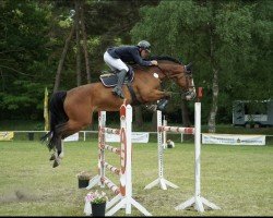 jumper Crisu 15 (Holsteiner, 2012, from Castelan 3)