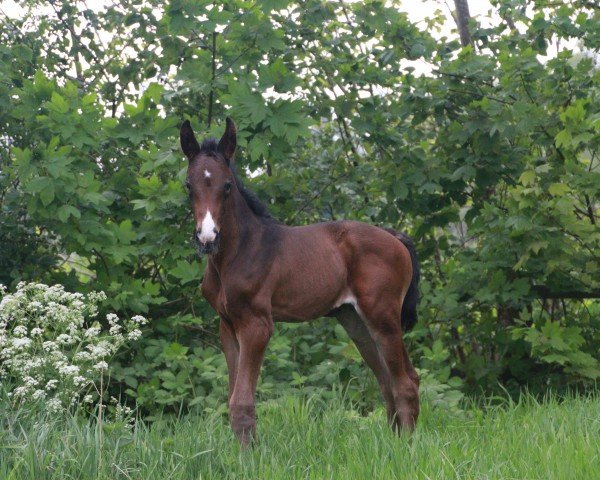 horse Right Touch of Magic (Hanoverian, 2024, from Raven)