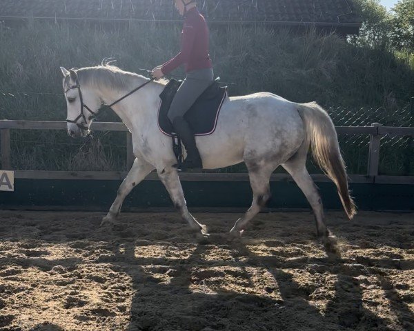 Pferd Calle Cool (Hannoveraner, 2016, von Cristallo Boy)