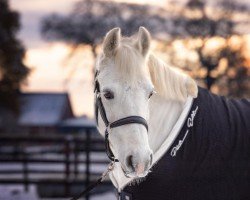 Pferd Tarcur (Connemara-Pony, 2014)