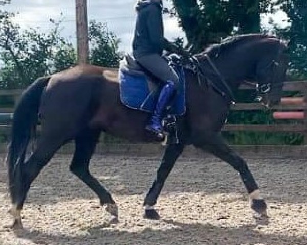 horse Maserati LarkshillL (KWPN (Royal Dutch Sporthorse), 2017, from Glock's Dream Boy)
