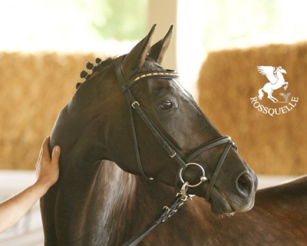 broodmare Herzsinfonie 3 (Trakehner, 2002, from Gipsy King)