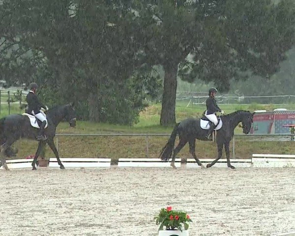 Reitturnier Münster/Ndb. 2024
