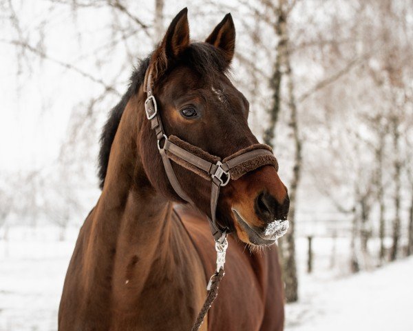 horse Salitos 25 (Bavarian, 2013, from Stalypso)
