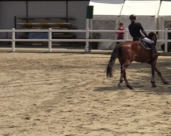 Reitturnier Dortmund-Somborn 2024