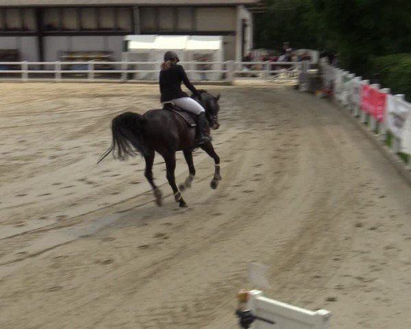 Reitturnier Dortmund-Somborn 2024
