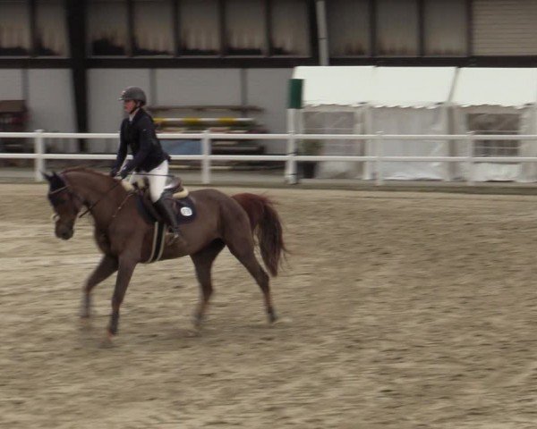 Reitturnier Dortmund-Somborn 2024