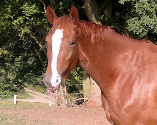 broodmare Ballerina B (Hanoverian, 2009, from Ballettmeister)