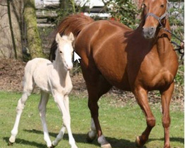 Dressurpferd Daila He (Deutsches Reitpony, 2017, von Diamond Touch NRW)