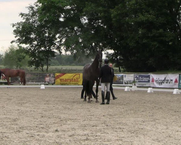Reitturnier Ruhlsdorf 2024