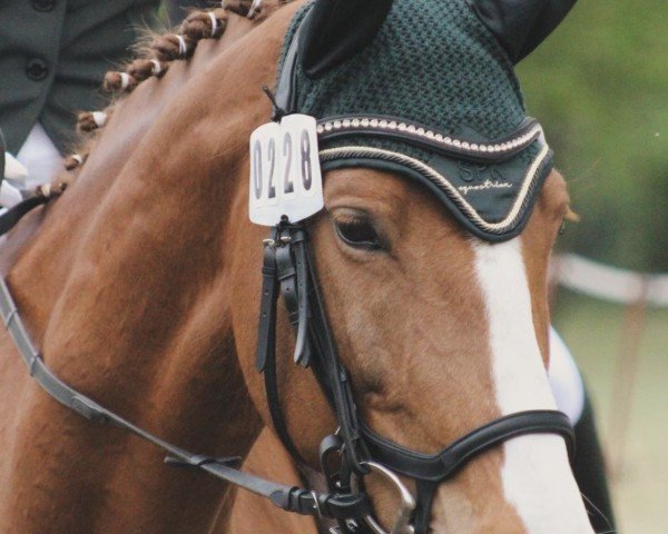 jumper Virginia 214 (Hanoverian, 2011, from Vulkano FRH)