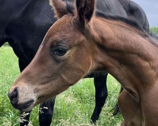 Pferd Sweet Skylar (Hannoveraner, 2024, von Sir Donnerhall I)