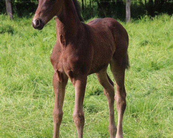 horse Ferres (Hanoverian, 2023, from Fanegro)