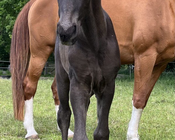horse Final Black Edition (Oldenburg, 2024, from Fair Deal)