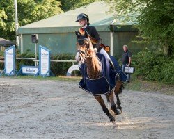 Springpferd Anthea ML (Westfale, 2017, von All Music)