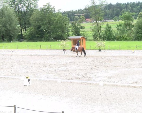 Reitturnier Gossau 2024