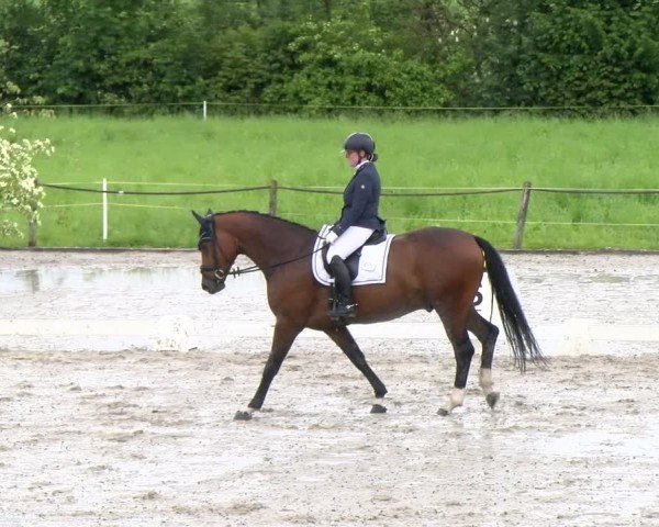 Reitturnier Gossau 2024