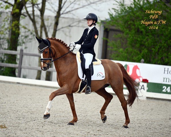 dressage horse Bermuda Bay (Westphalian, 2011, from Basic)