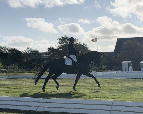 dressage horse Divina Foxy (Hanoverian, 2013, from Harmony's Desiderio)