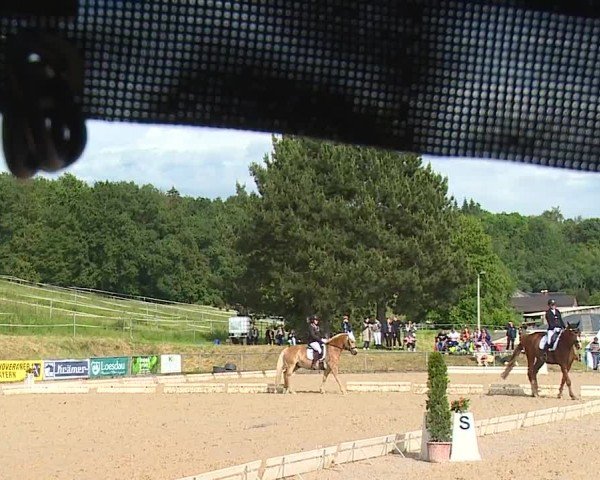 Reitturnier Münster/Ndb. 2024