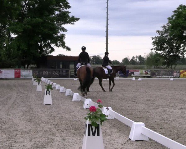 Reitturnier Ruhlsdorf 2024