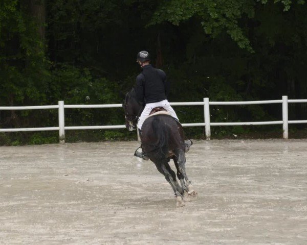 Reitturnier Losheim am See 2024