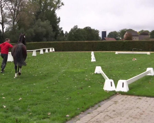 Stutenleistungsprüfung Münster-Handorf 2021