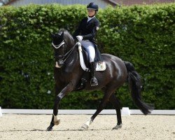 broodmare Finest Sinfonie (Hanoverian, 2015, from Finest)