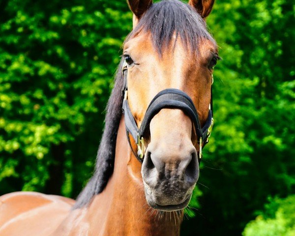 broodmare Bon Chita (Zangersheide riding horse, 2020, from Baggio 17)