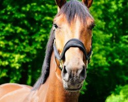 broodmare Bon Chita (Zangersheide riding horse, 2020, from Baggio 17)