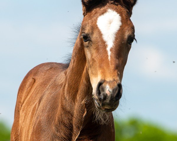 horse Beauty (Westphalian, 2024, from Baggio 17)
