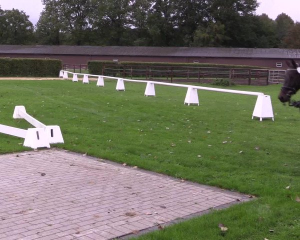 Stutenleistungsprüfung Münster-Handorf 2021