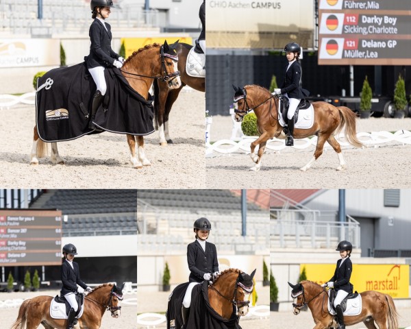 dressage horse Dancer (Welsh, 2004, from Colne Hyperion)