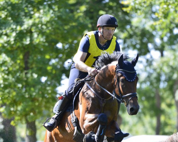 Springpferd bluerave Candisz (Deutsches Reitpferd, 2014, von Chuzco Cherry)
