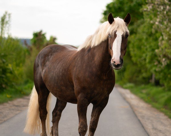 Pferd Mikado 382 (Schwarzwälder Kaltblut, 2016, von Marcellus)