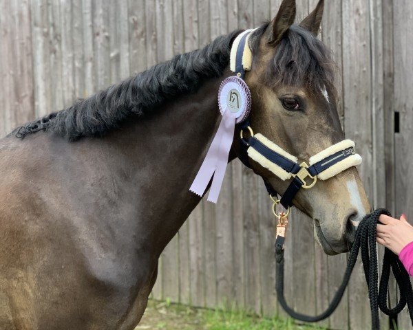 jumper Fine (German Riding Pony, 2019, from Cassanova du Bois)