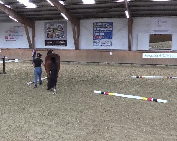Westfälische Stutenleistungsprüfung Steinheim 2024