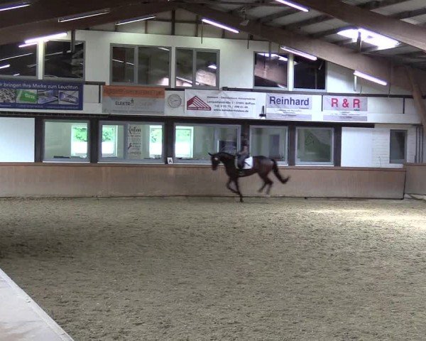 Westfälische Stutenleistungsprüfung Steinheim 2024