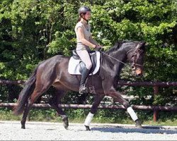 broodmare Karibik (Trakehner, 2012, from Buddenbrock)