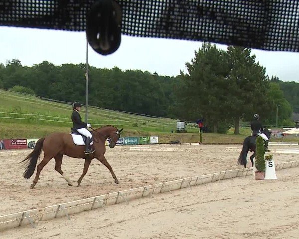 Reitturnier Münster/Ndb. 2024
